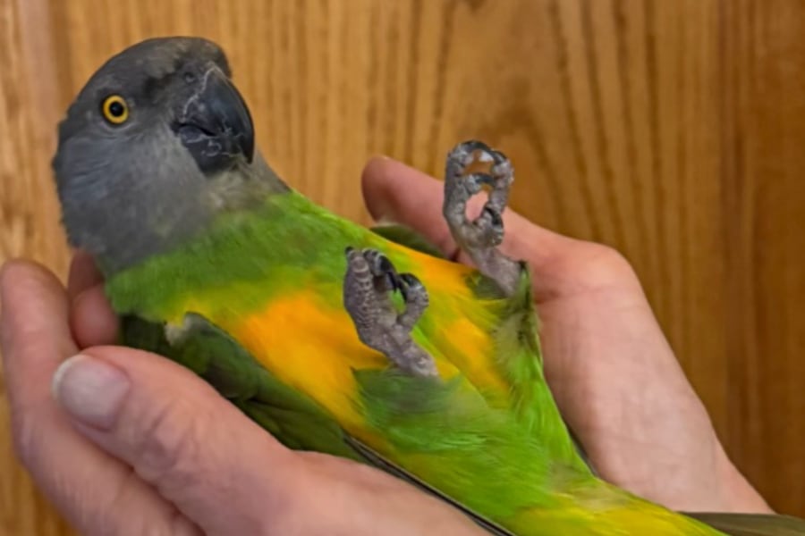 Kiwi the Senegal parrot lying on its back in cupped hands, feet in the air, completely relaxed
